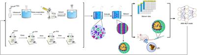 Preparation of ultrasound contrast agents: The exploration of the structure-echogenicity relationship of contrast agents based on neural network model